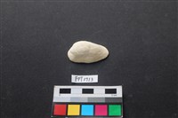 藏品(貝殼)的圖片