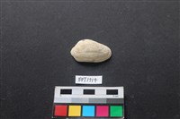 藏品(貝殼)的圖片