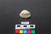 藏品(貝殼)的圖片