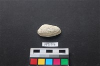 藏品(貝殼)的圖片