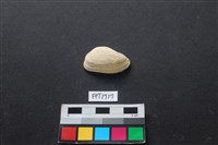 藏品(貝殼)的圖片