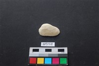 藏品(貝殼)的圖片