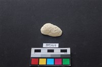 藏品(貝殼)的圖片