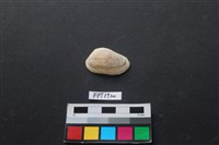 藏品(貝殼)的圖片