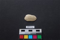 藏品(貝殼)的圖片