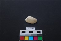 藏品(貝殼)的圖片