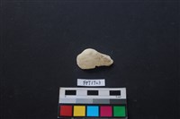 藏品(貝殼)的圖片