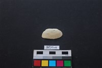 藏品(貝殼)的圖片