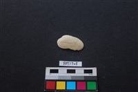 藏品(貝殼)的圖片