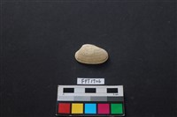 藏品(貝殼)的圖片