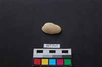 藏品(貝殼)的圖片