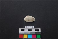 藏品(貝殼)的圖片