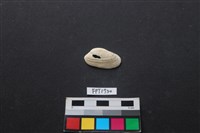 藏品(貝殼)的圖片