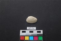 藏品(貝殼)的圖片