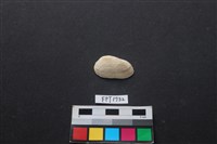 藏品(貝殼)的圖片