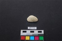 藏品(貝殼)的圖片