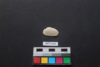 藏品(貝殼)的圖片