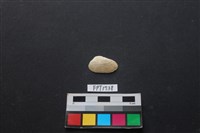 藏品(貝殼)的圖片