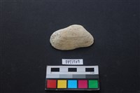 藏品(貝殼)的圖片