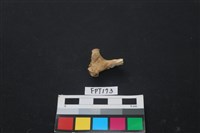 藏品(動物骨)的圖片