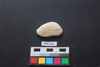 藏品(貝殼)的圖片