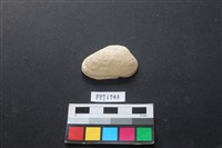 藏品(貝殼)的圖片