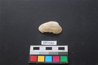 藏品(貝殼)的圖片