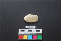 藏品(貝殼)的圖片