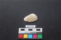 藏品(貝殼)的圖片