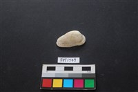 藏品(貝殼)的圖片