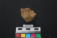 藏品(鹿骨)的圖片