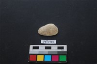 藏品(貝殼)的圖片