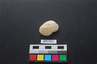 藏品(貝殼)的圖片