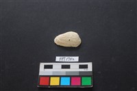 藏品(貝殼)的圖片