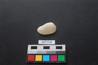 藏品(貝殼)的圖片