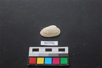 藏品(貝殼)的圖片