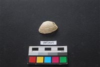 藏品(貝殼)的圖片