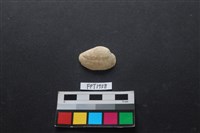 藏品(貝殼)的圖片