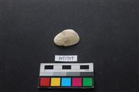 藏品(貝殼)的圖片