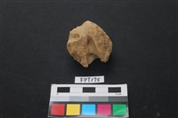 藏品(豬骨)的圖片