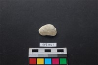 藏品(貝殼)的圖片