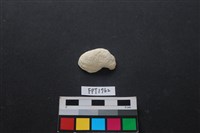 藏品(貝殼)的圖片