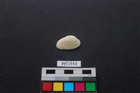 藏品(貝殼)的圖片