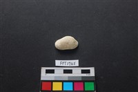 藏品(貝殼)的圖片