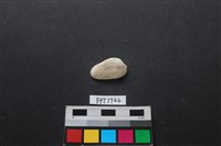 藏品(貝殼)的圖片