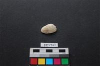 藏品(貝殼)的圖片