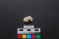 藏品(貝殼)的圖片