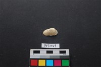 藏品(貝殼)的圖片