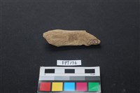 藏品(偶蹄類動物骨)的圖片