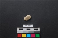 藏品(貝殼)的圖片